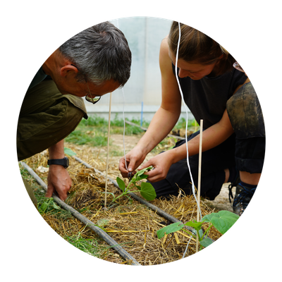 Zwei Piluweri-Mitarbeiter, ein Mann und eine Frau, binden junge Bohnenpflanzen an, damit sie gut in die Höhe wachsen können.