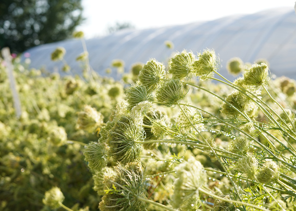 KI generiert: Knospen einer grünen Pflanze in einem Feld, Gewächshaus im Hintergrund.