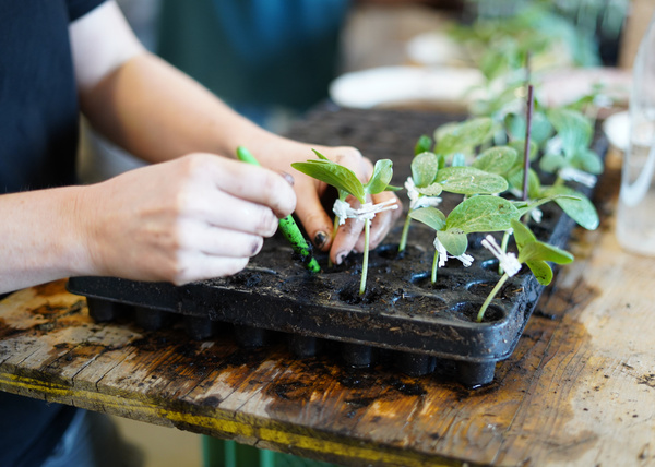 KI generiert: Person pflanzt Setzlinge in ein Anzuchtfach auf einem Holztisch ein.