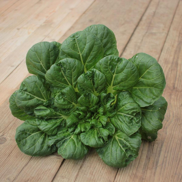 Produktfoto zu Tatsoi