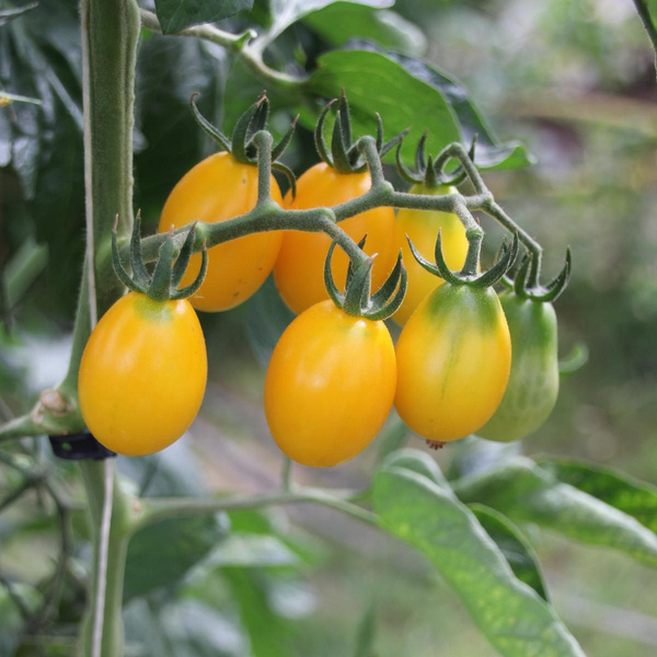 Produktfoto zu Setzling Cocktailtomaten gelb