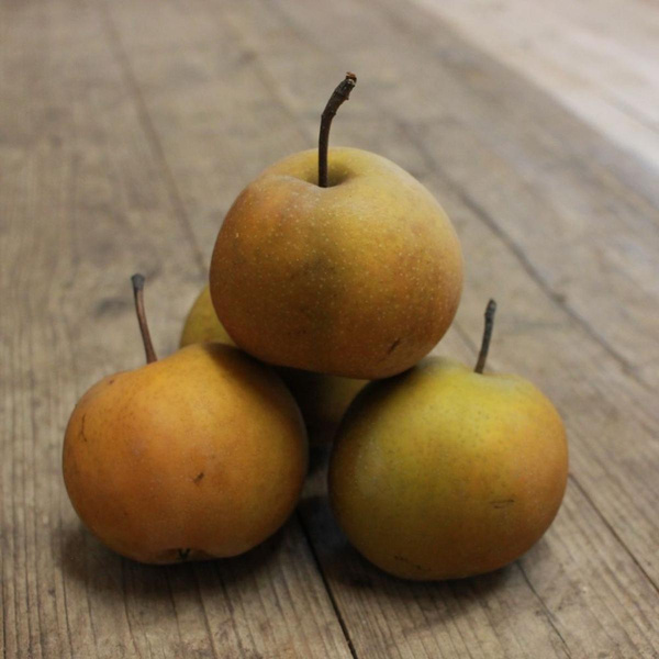 Produktfoto zu Birnen "Nashi"