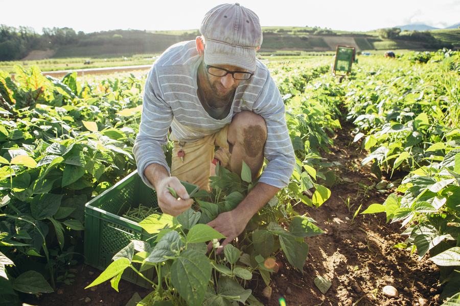 KI generiert: Ein Mann erntet auf einem Feld grüne Bohnen in einen grünen Korb.