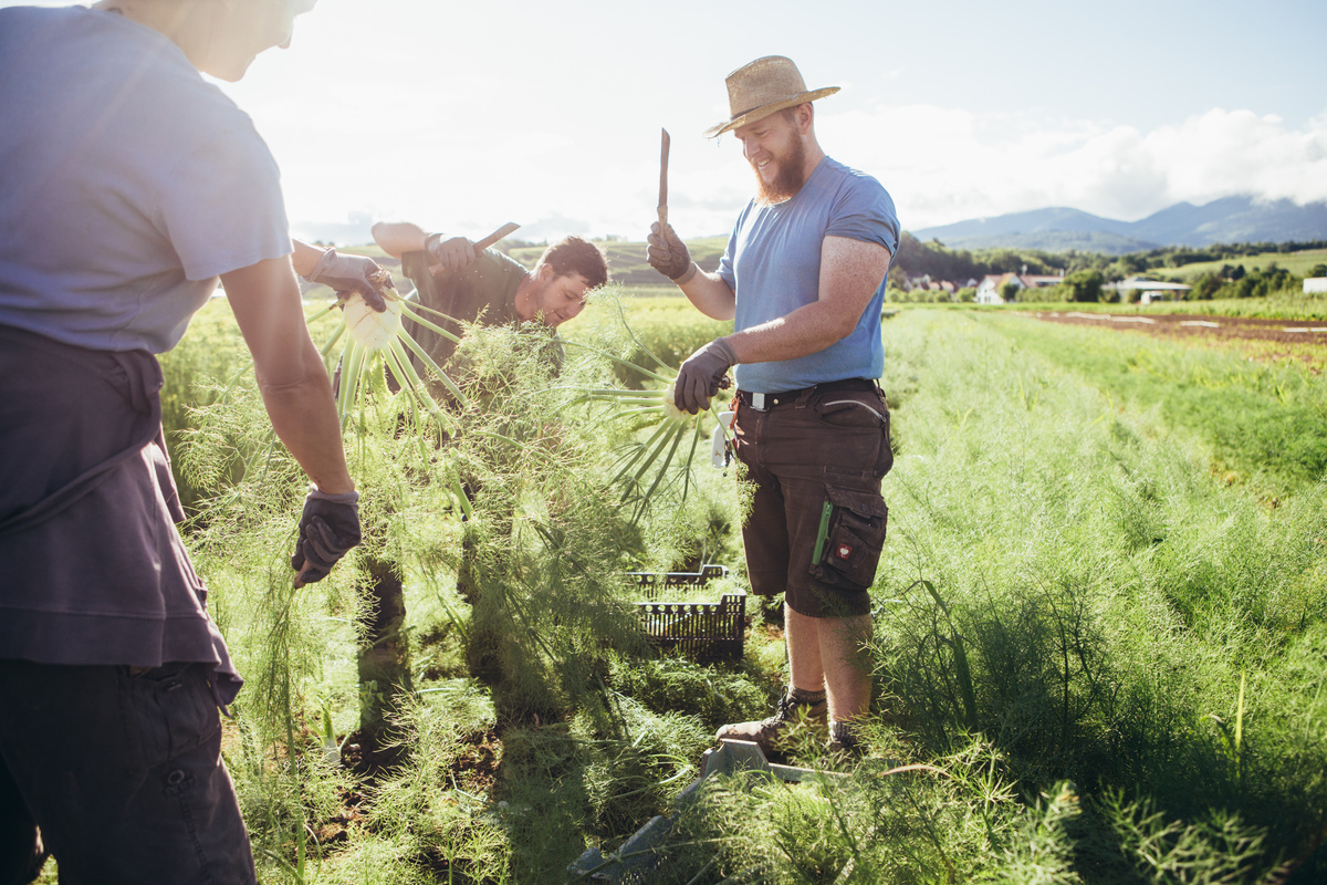 KI generiert: Personen ernten Grünkohl auf einem Feld. Ein Traktor steht im Hintergrund.