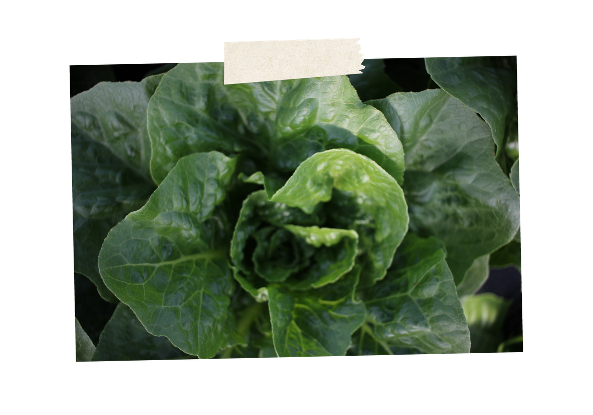 KI generiert: Nahaufnahme eines frischen Salatkopfes mit kräftig grünen Blättern.