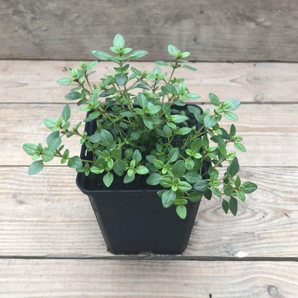 Produktfoto zu Kräutertopf Zitronenthymian