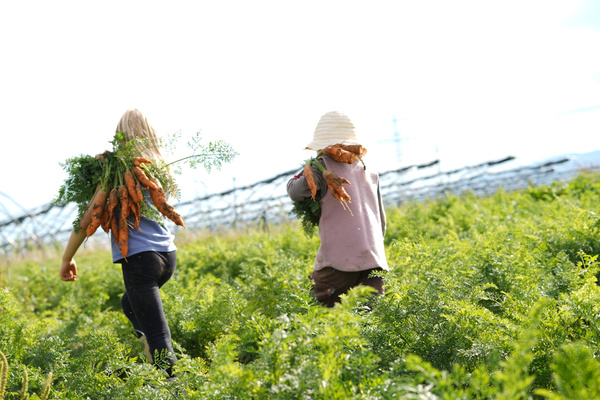 KI generiert: Zwei Kinder tragen Möhren auf einem Feld.