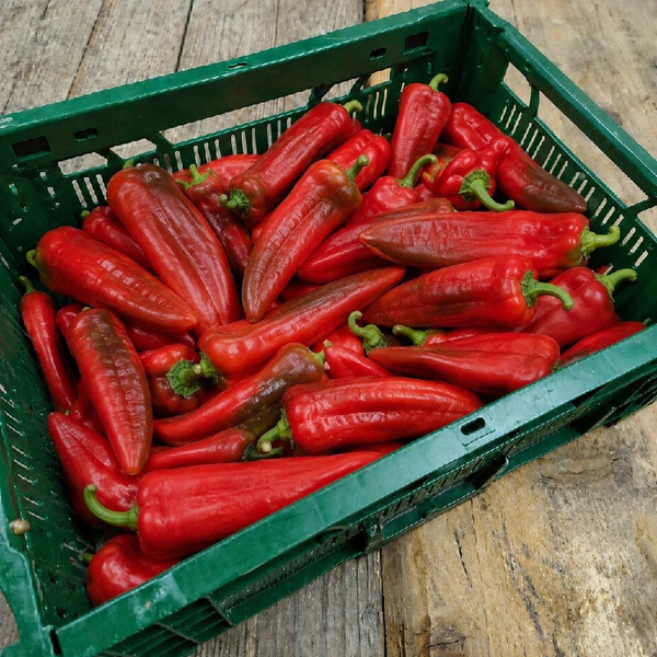 Produktfoto zu Rote Spitzpaprika 2,5 kg-Kiste