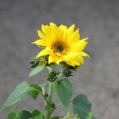 Produktfoto zu Sonnenblume