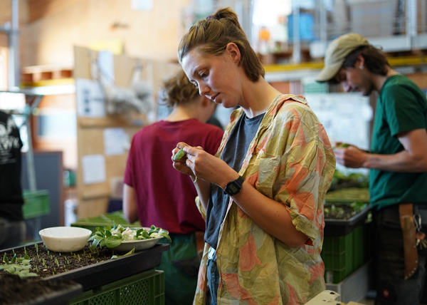 KI generiert: Personen arbeiten konzentriert mit Pflanzen in einem Raum voller grüner Kisten.