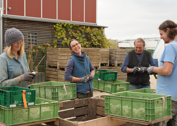 KI generiert: Vier Personen sortieren Obst in Kisten auf einem Bauernhof. Sie lächeln und tragen Arbeitskleidung.
