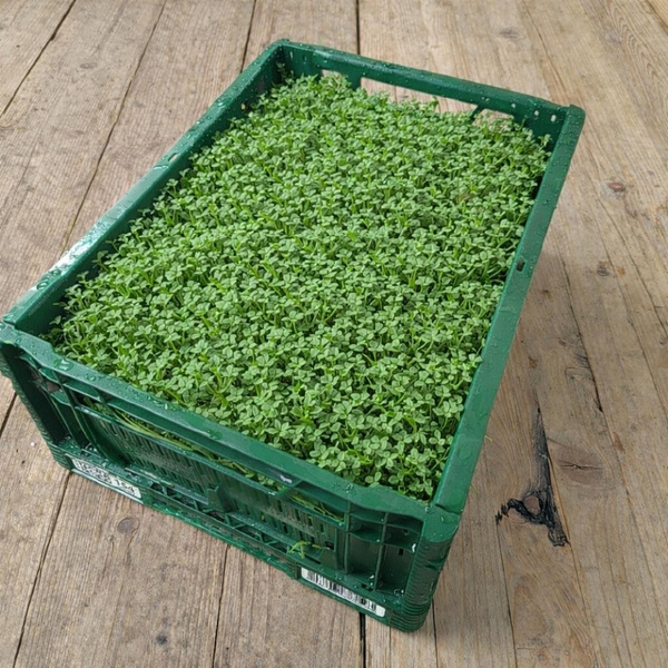 Produktfoto zu Kresse - 1kg Kiste - Aktionspreis