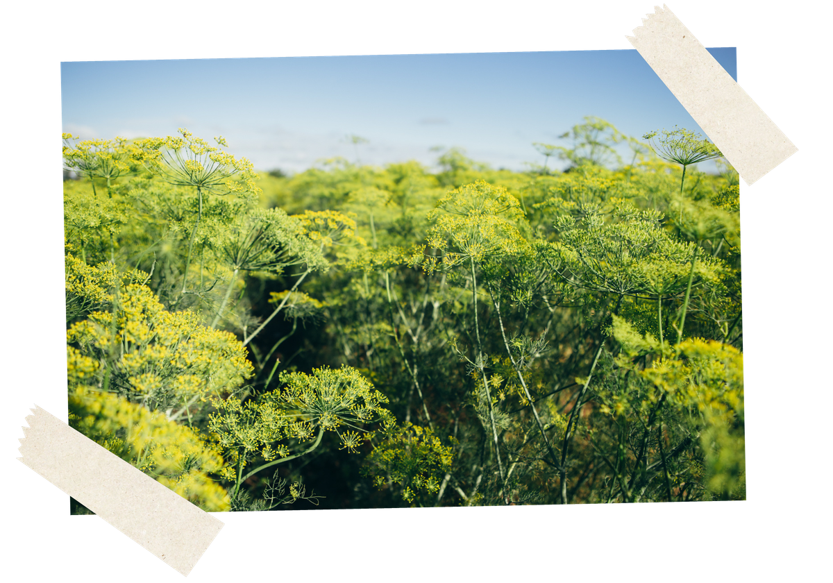 KI generiert: Ein üppiges Feld mit blühendem Dill unter klarem Himmel.