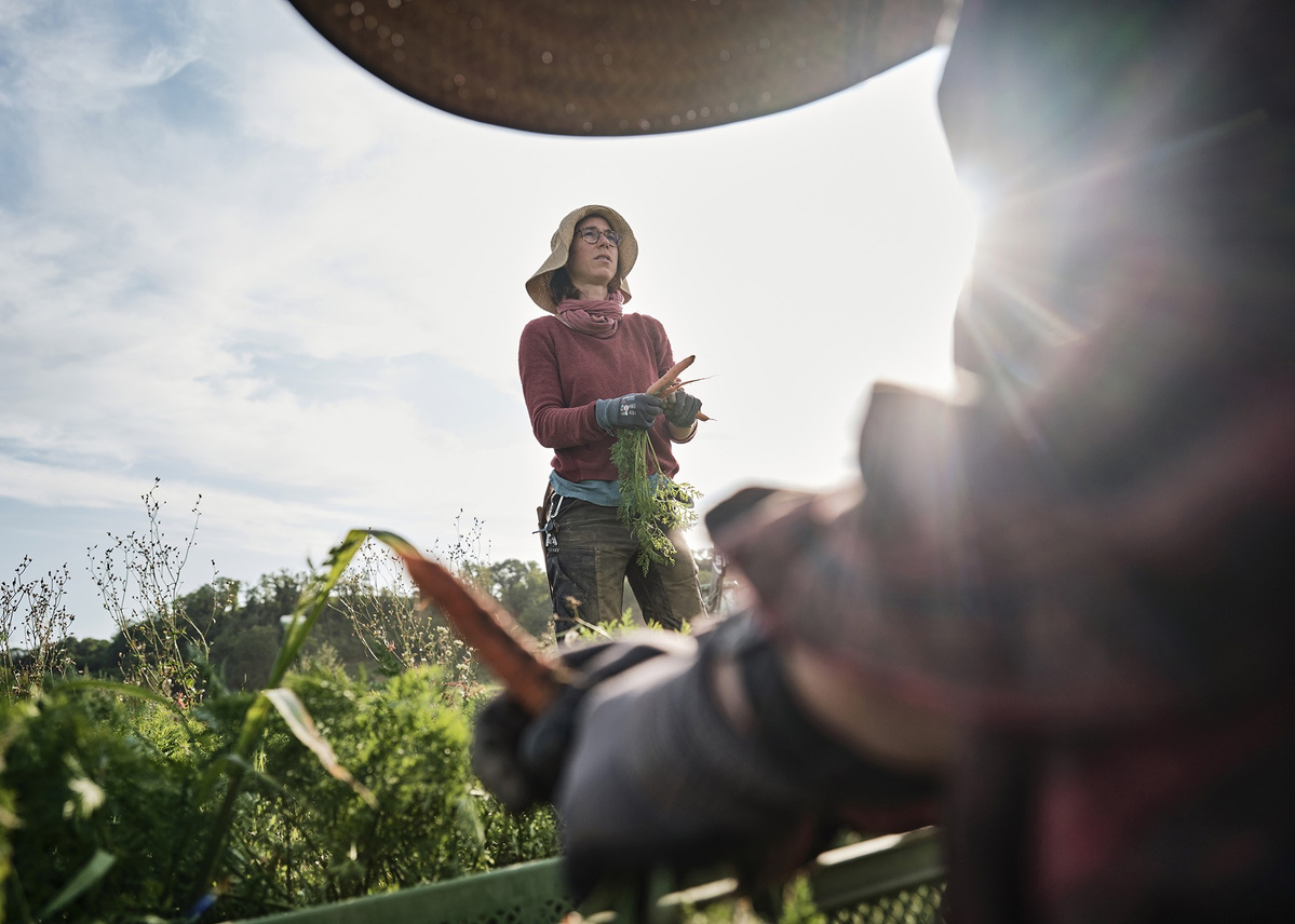 KI generiert: Person erntet Gemüse auf einem Feld bei Sonnenschein.