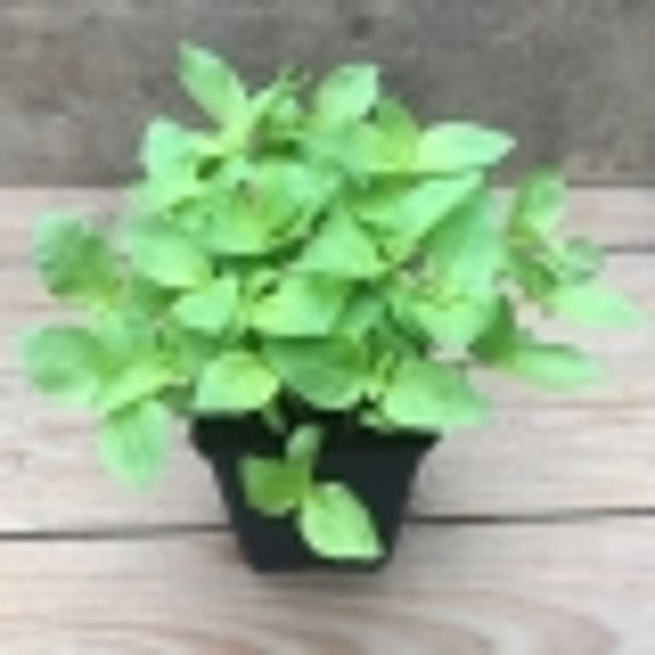 Produktfoto zu Kräutertopf Zitronenbasilikum