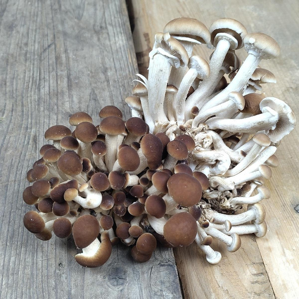 Produktfoto zu Samthauben