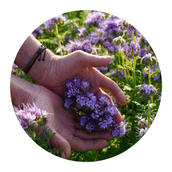 KI generiert: Hände halten lila Blüten in einem blühenden Feld.