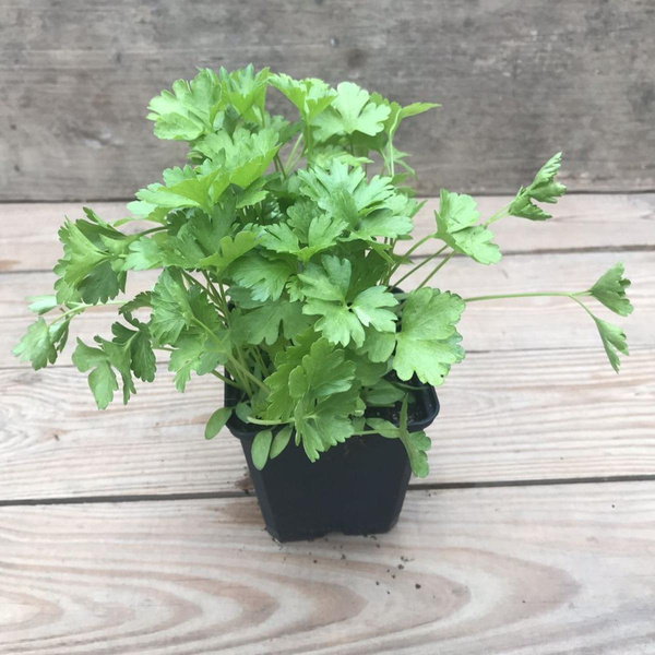 Produktfoto zu Kräutertopf Petersilie glatt