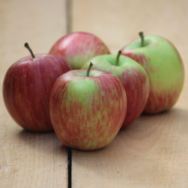 Produktfoto zu Äpfel Summerflame 10 kg-Kiste