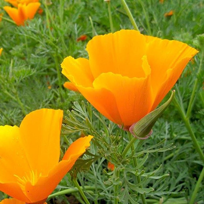 Produktfoto zu Goldmohn