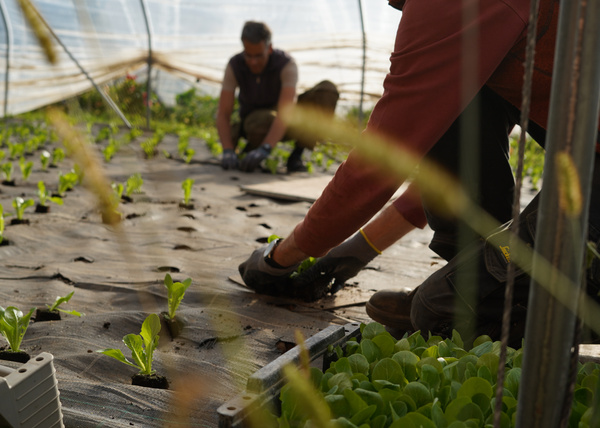 KI generiert: Zwei Personen pflanzen Setzlinge in einem Gewächshaus.