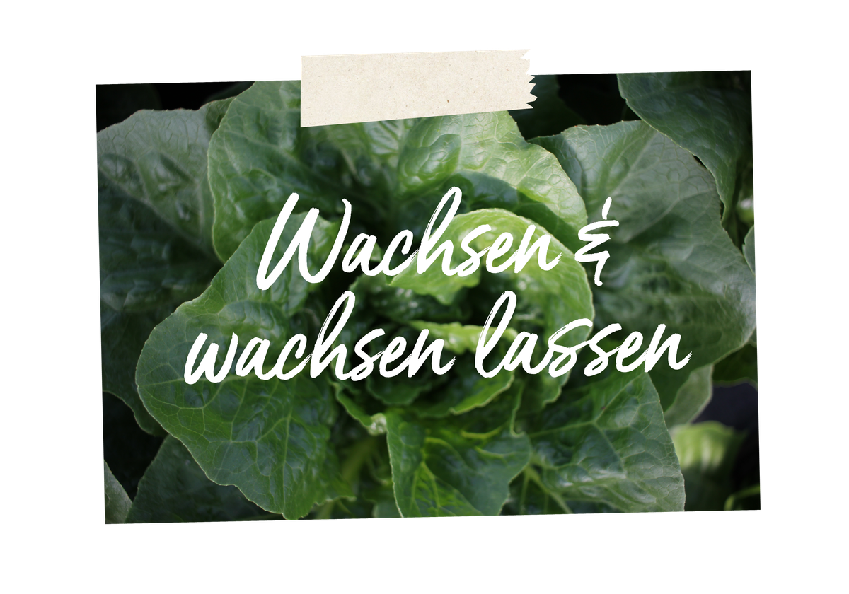 Romana-Salat mit dem Spruch: Wachsen und wachsen lassen.