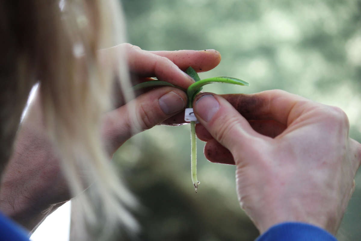 KI generiert: Eine Person pflanzt einen kleinen Spross. Kein Text enthalten.