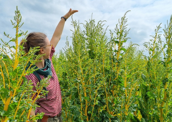 KI generiert: Eine Person deutet auf hohe Pflanzen in einem Feld unter bewölktem Himmel.