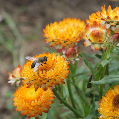 Produktfoto zu Strohblume niedrig