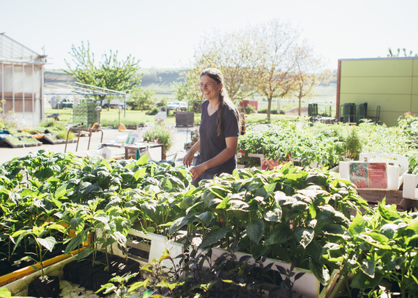 KI generiert: Eine Person arbeitet in einer Pflanzenzucht mit grünen Setzlingen und viel Sonnenschein im Freien.