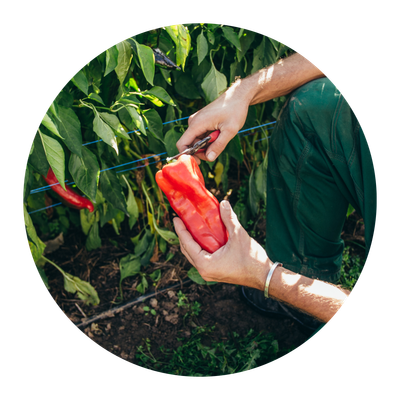 Ein Piluweri-Mitarbeiter erntet einen roten Paprika. Die Sorte Pantos wurde hier gezüchtet.