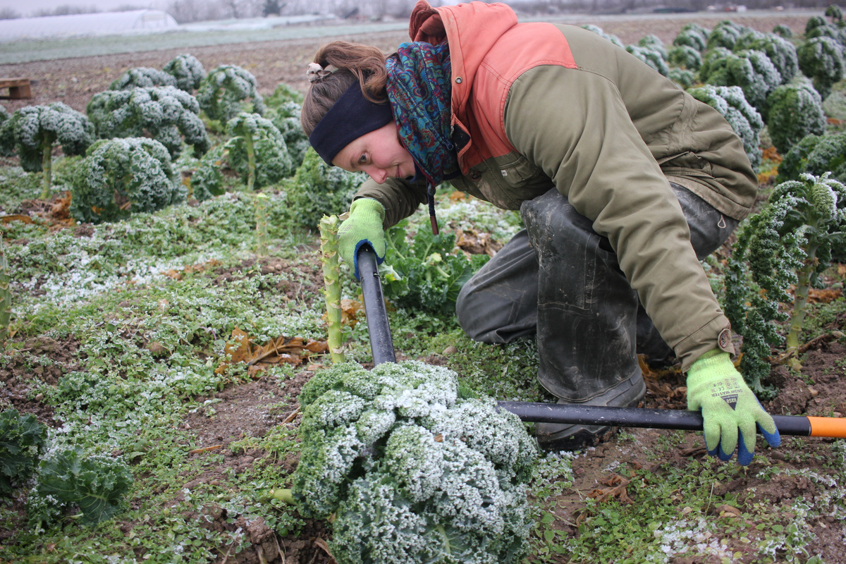 KI generiert: Eine Person erntet gefrorenen Grünkohl auf einem Feld.