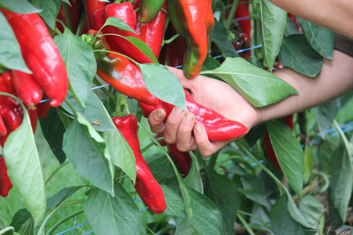 Unsere selbstgezüchtete Paprikasorte Pantos im Gewächshaus.