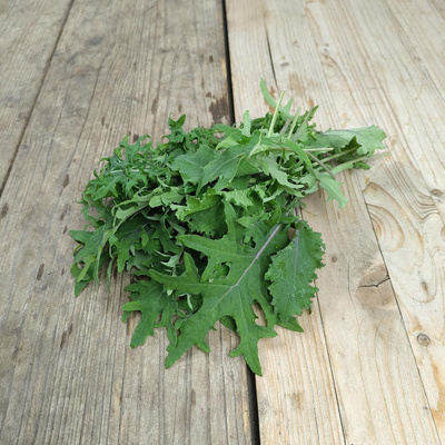 Produktfoto zu Junger Grünkohl "Babykale"