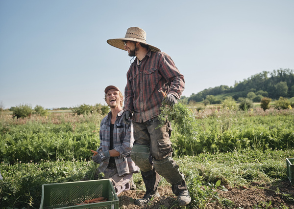 KI generiert: Zwei Menschen arbeiten lachend auf einem Feld und ernten Gemüse bei sonnigem Wetter.