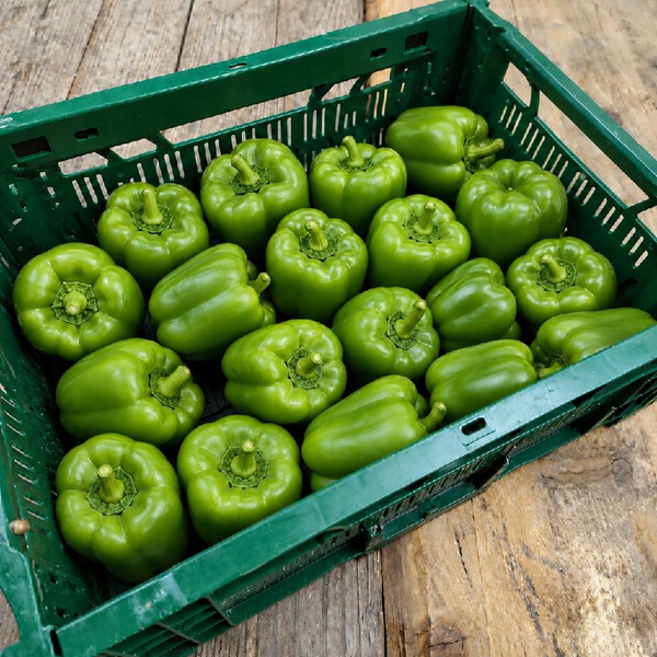 Produktfoto zu Grüne Paprika - 2,5 kg-Kiste