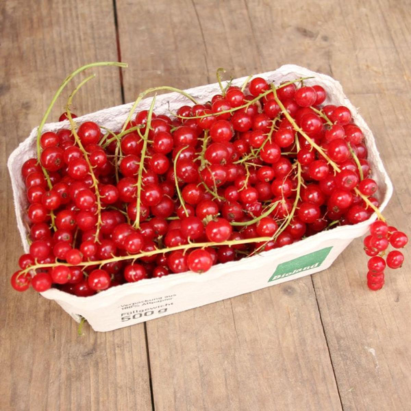 Produktfoto zu Rote Johannisbeeren