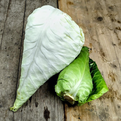 Produktfoto zu Spitzkohl "Filderkraut" - Einschneidekraut
