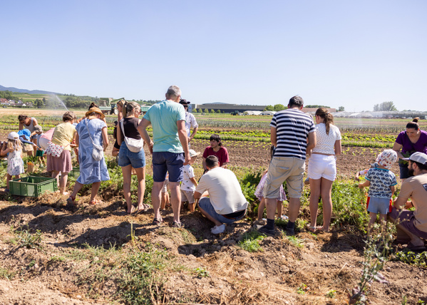 KI generiert: Menschen ernten gemeinsam auf einem Feld bei sonnigem Wetter.