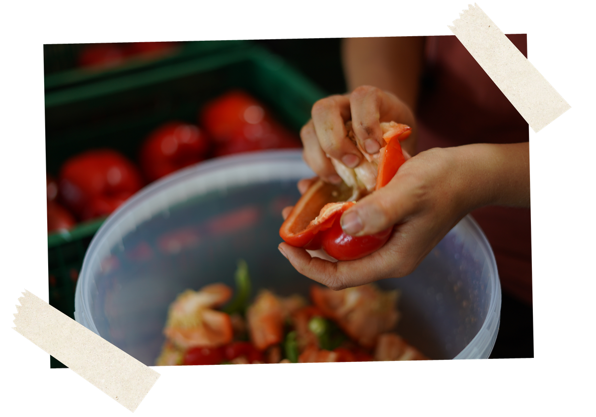 Unsere selbstgezüchtete Paprikasorte Pantos im Gewächshaus.