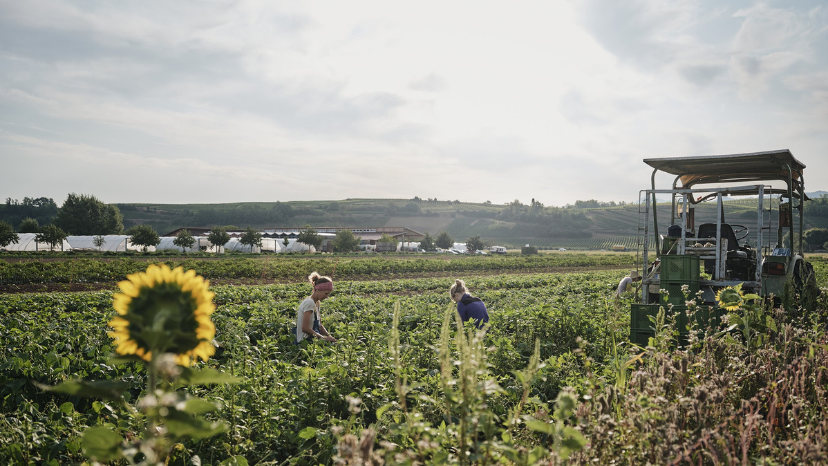 KI generiert: Menschen arbeiten auf einem Feld neben einem Traktor, im Vordergrund eine Sonnenblume.