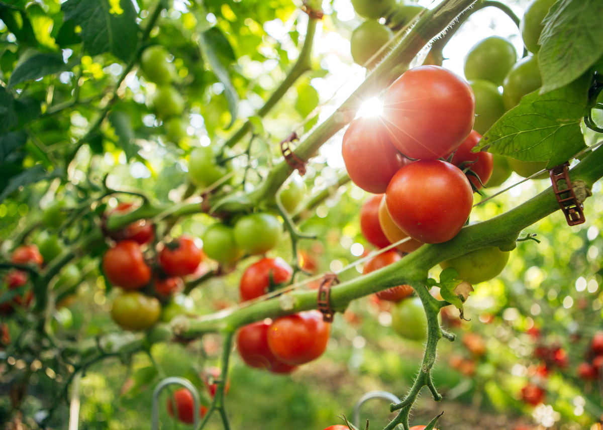 KI generiert: Reife und unreife Tomaten hängen an einem sonnigen Pflanzenzweig im Garten.