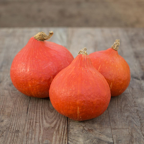 Produktfoto zu Kürbisse "Hokkaido"