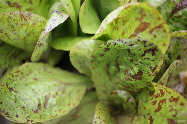 KI generiert: Grüne Salatblätter mit roten Flecken, Nahaufnahme.