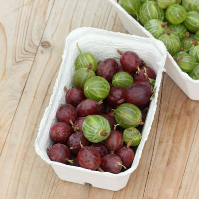 Produktfoto zu Grün-Roter Stachelbeeren-Mix