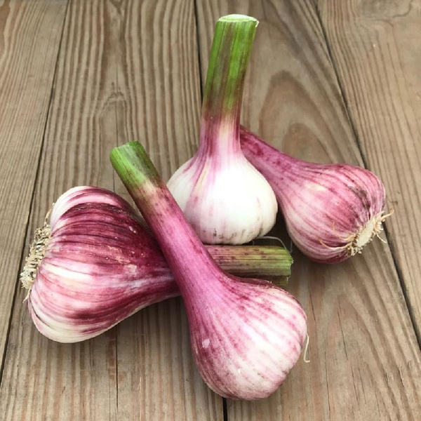 Produktfoto zu Frischer Knoblauch