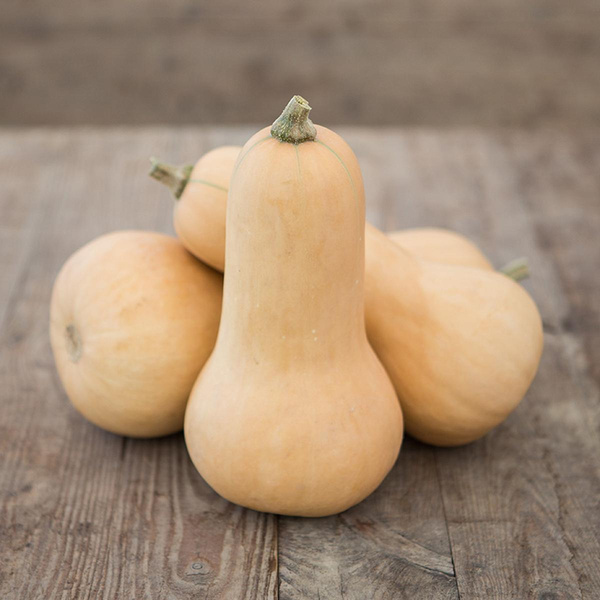 Produktfoto zu Kürbisse "Butternut"