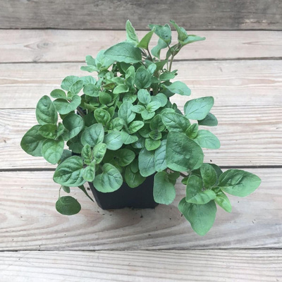 Produktfoto zu Kräutertopf Oregano