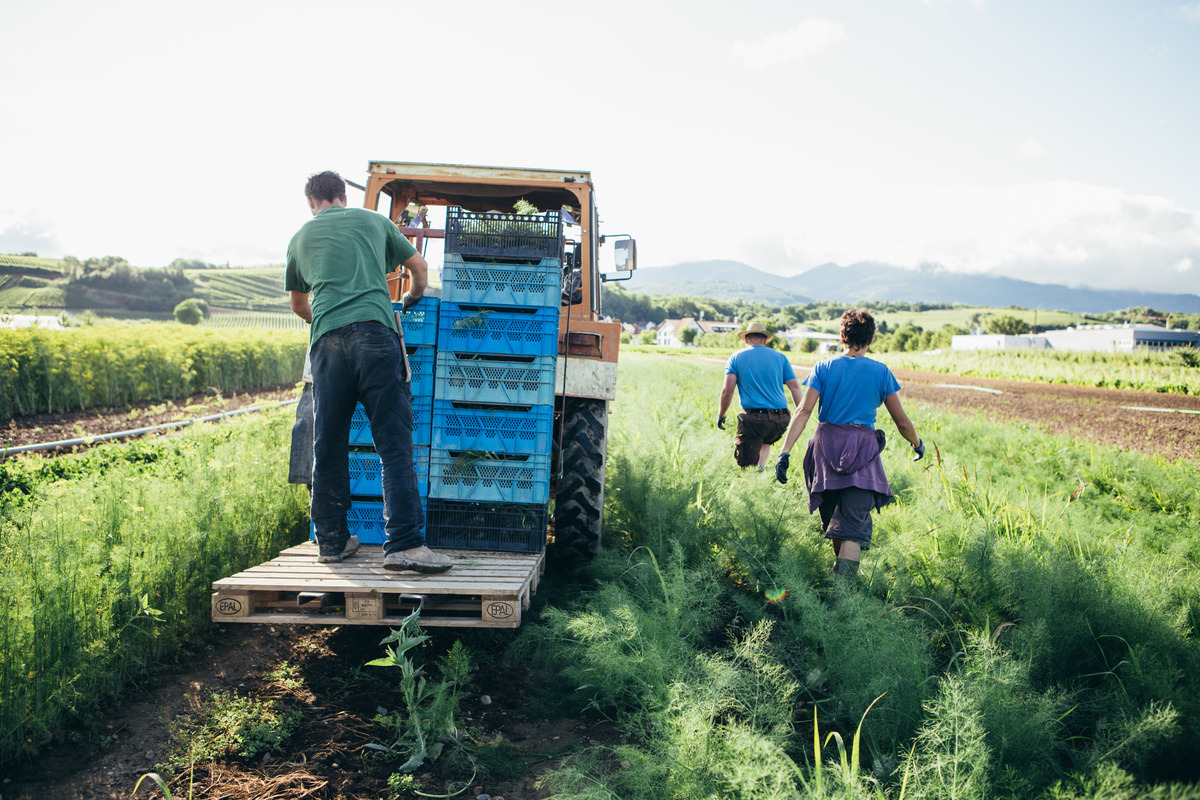 Grüne Mehrwegkiste der Ökokiste Bosshammersch Hof mit Aufschrift Datenschutz