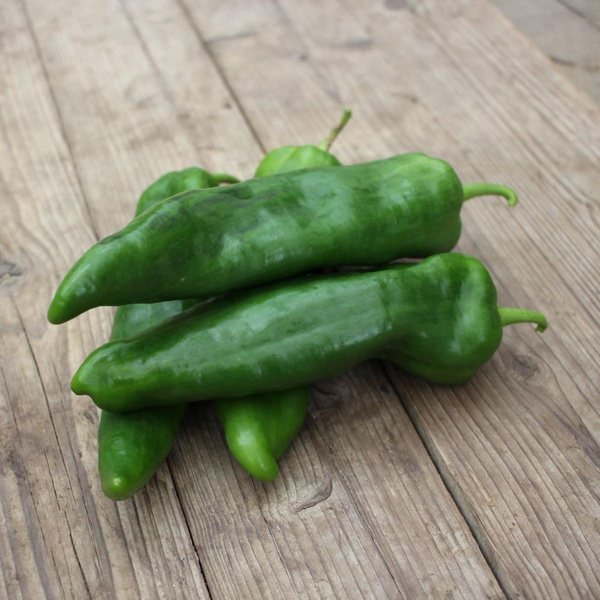 Produktfoto zu Grüne Spitzpaprika "Zazu"